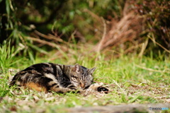 公園猫54