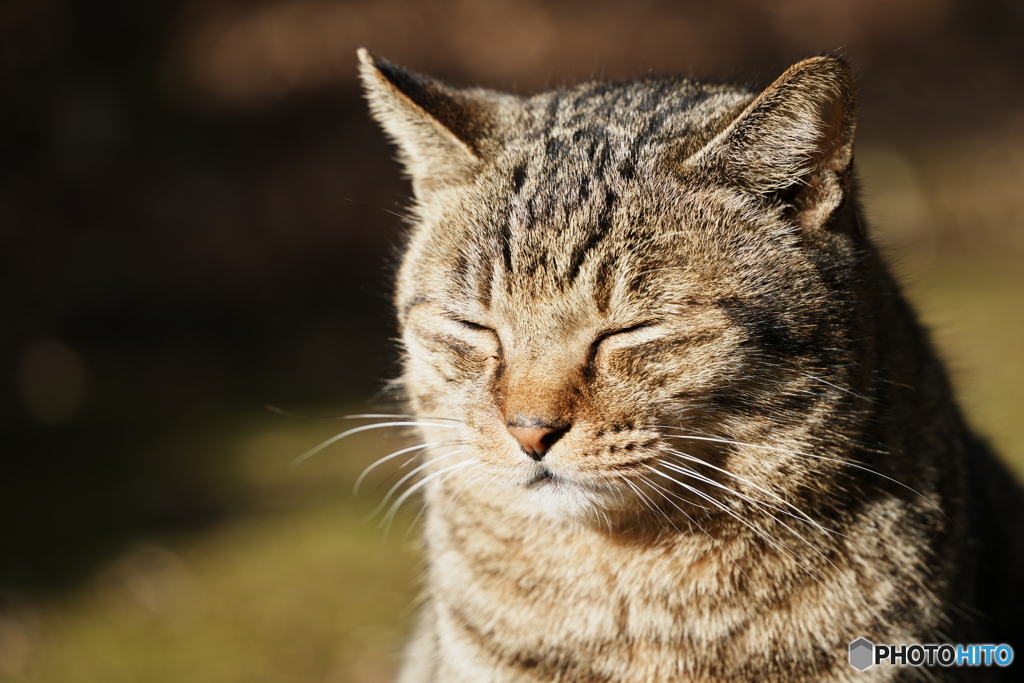 公園猫