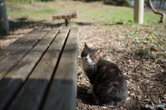 やっぱり猫が好き