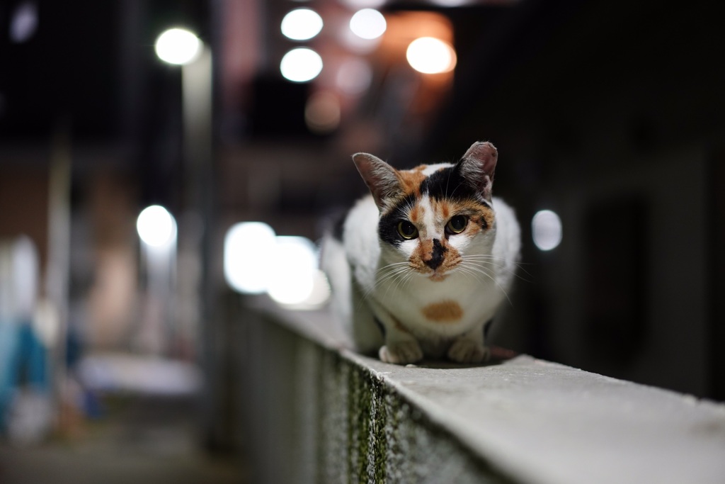 夜猫010