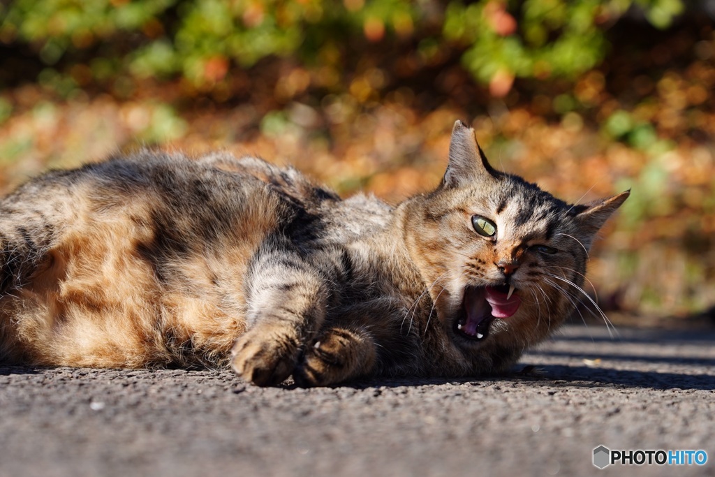 公園猫35