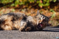 公園猫35