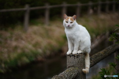 公園猫75
