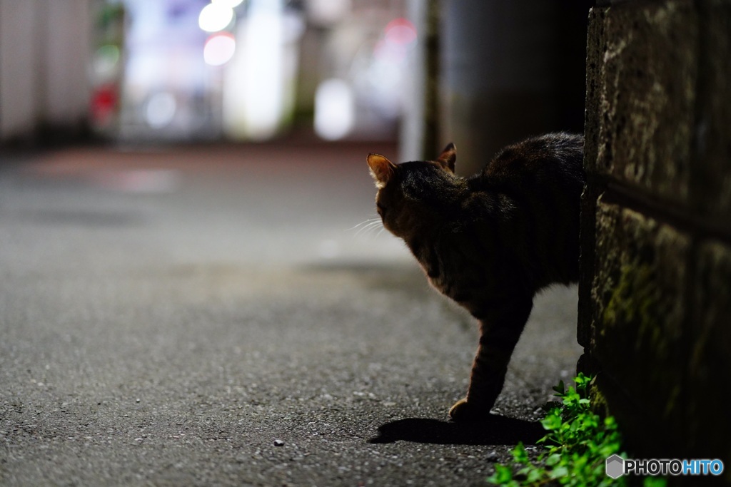 夜猫54