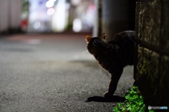 夜猫54
