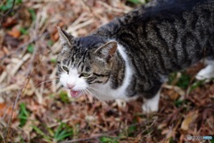 公園猫20