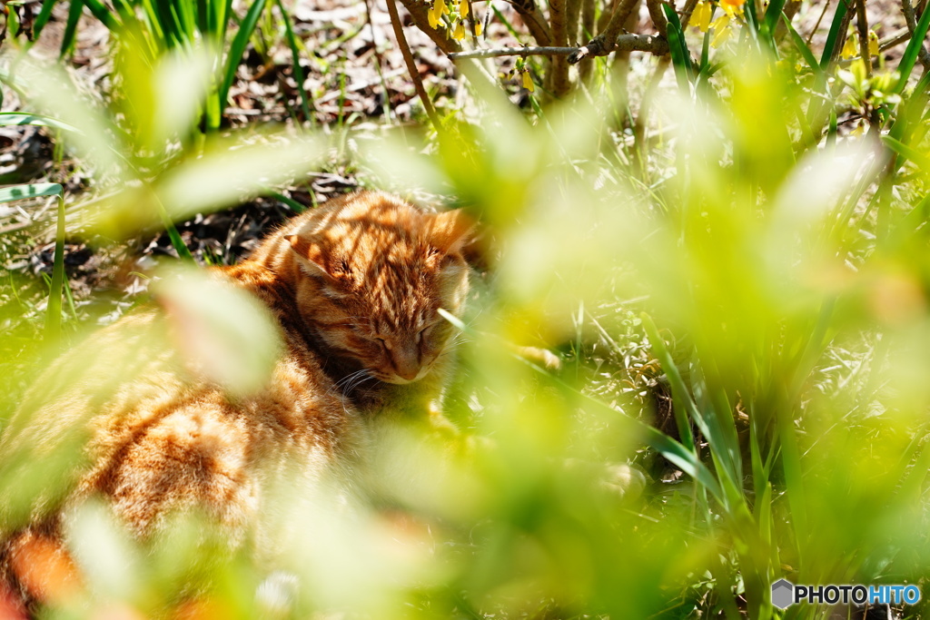 公園猫85