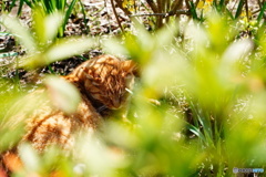 公園猫85
