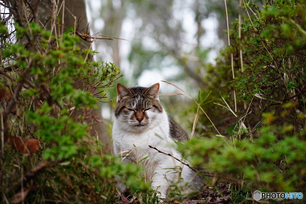 公園猫23