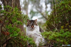 公園猫23