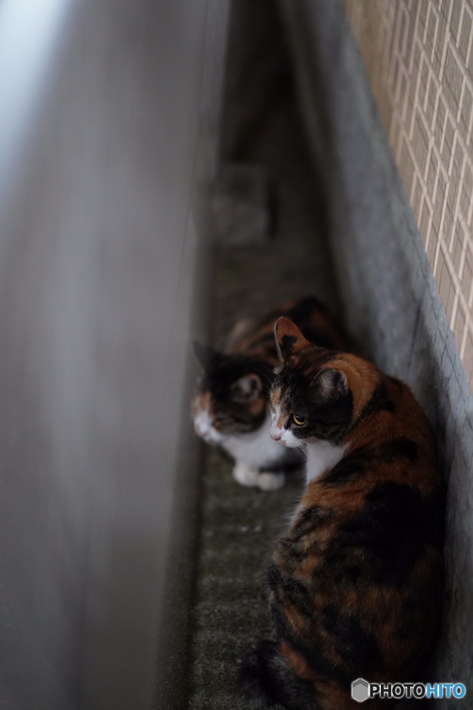 夜猫43
