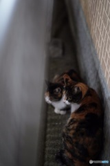 夜猫43