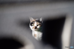 日曜日の猫達⑧
