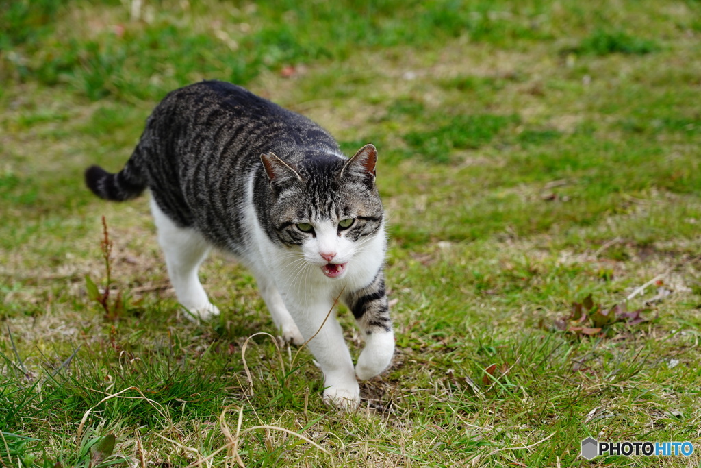 公園猫82