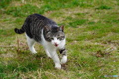 公園猫82