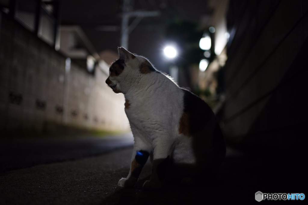 夜猫51