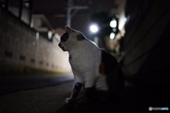 夜猫51