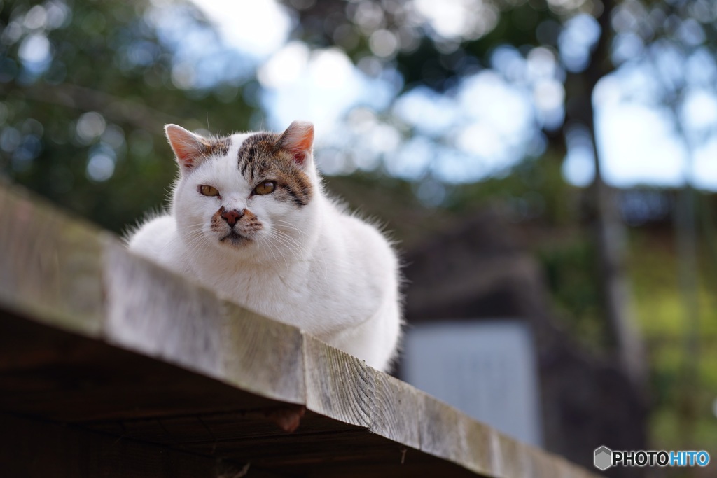 公園猫30