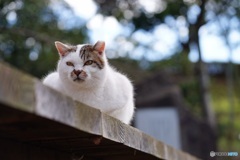 公園猫30
