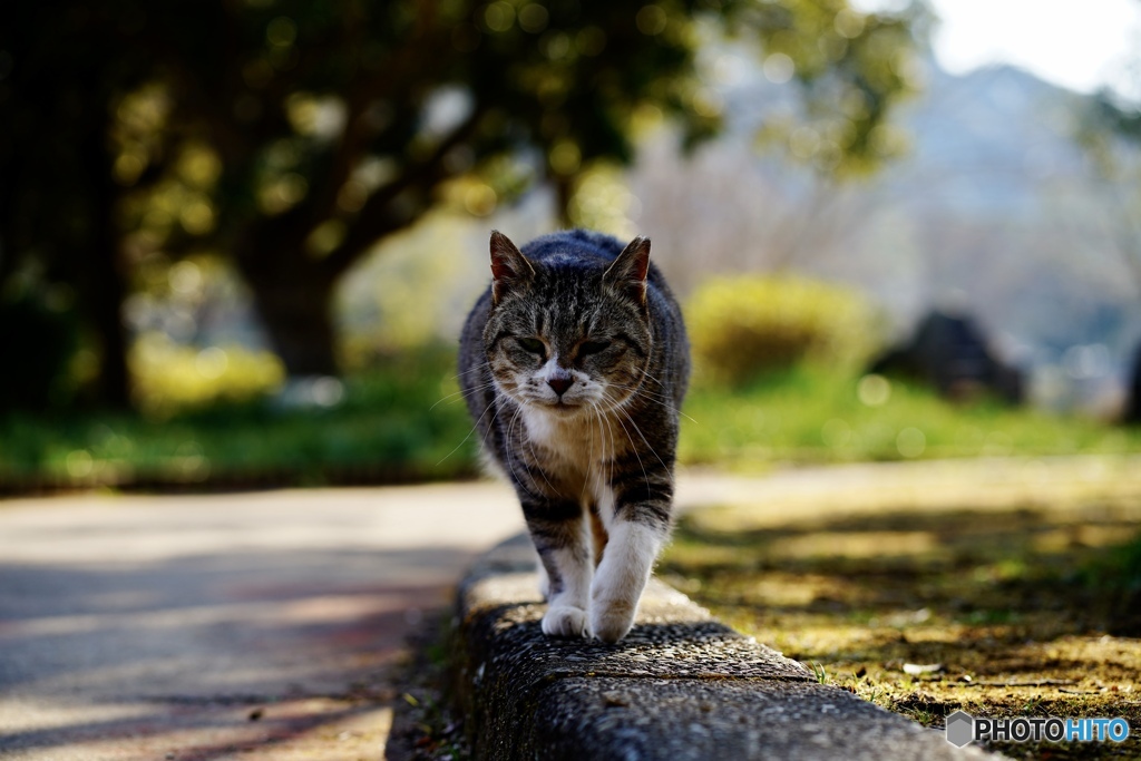 猫がくる