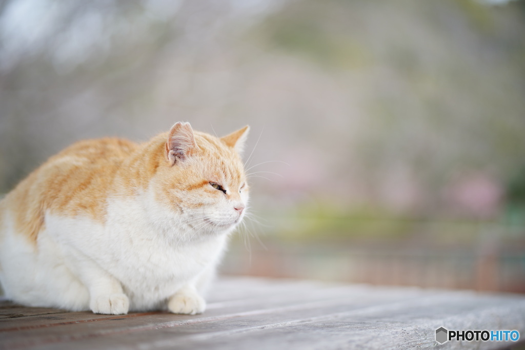 公園猫71