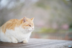 公園猫71