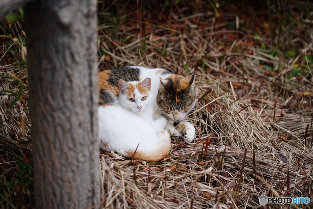 公園猫46