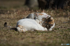 公園猫68