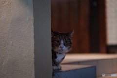 夜猫52