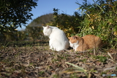 公園猫