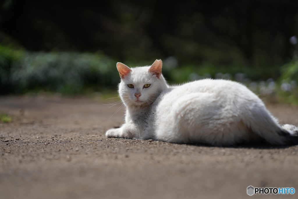 公園猫90