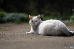 公園猫90