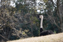 千葉市動物公園8