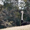 千葉市動物公園8