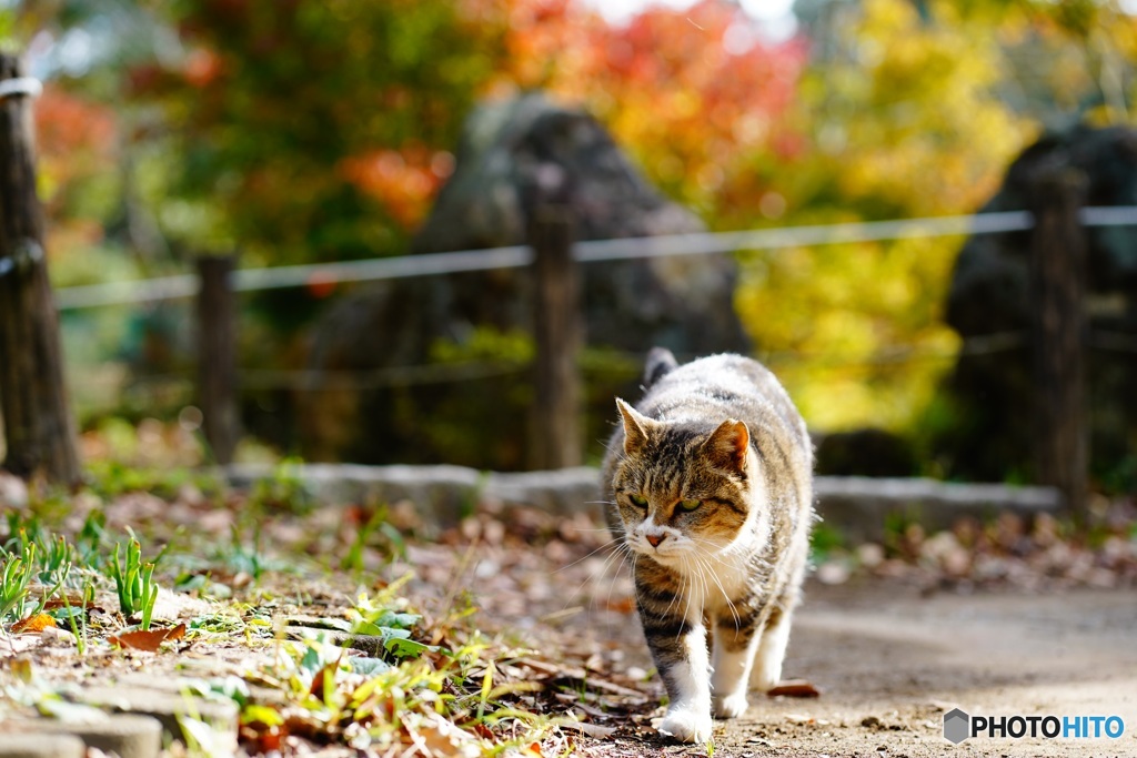 秋猫