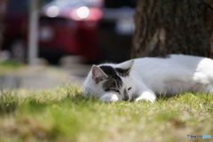 公園猫91