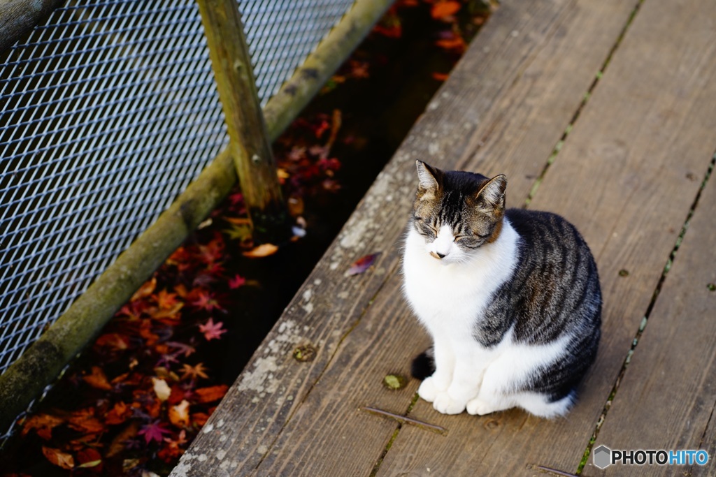 秋猫