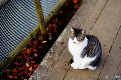秋猫
