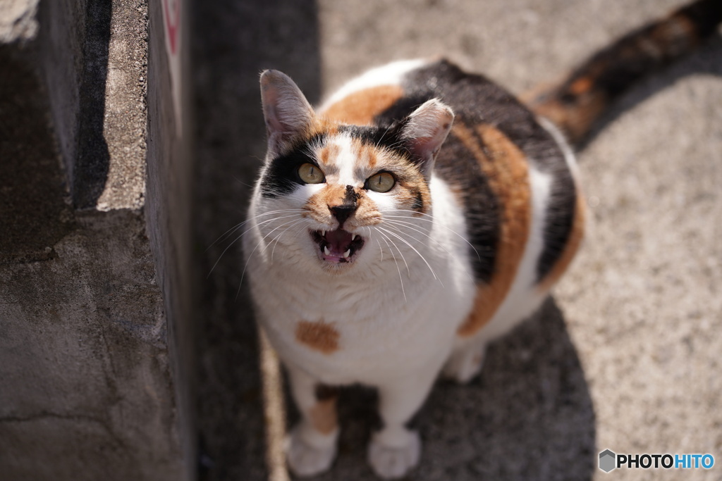 不要不急の外出はダメにゃ！