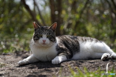 公園猫89