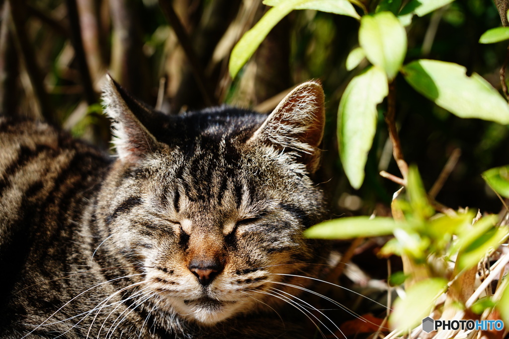 公園猫80
