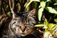 公園猫80
