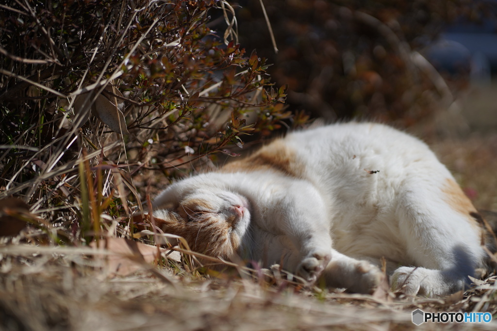 公園猫64