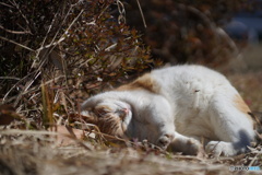 公園猫64