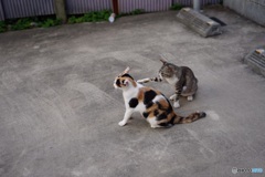 忍び寄る猫