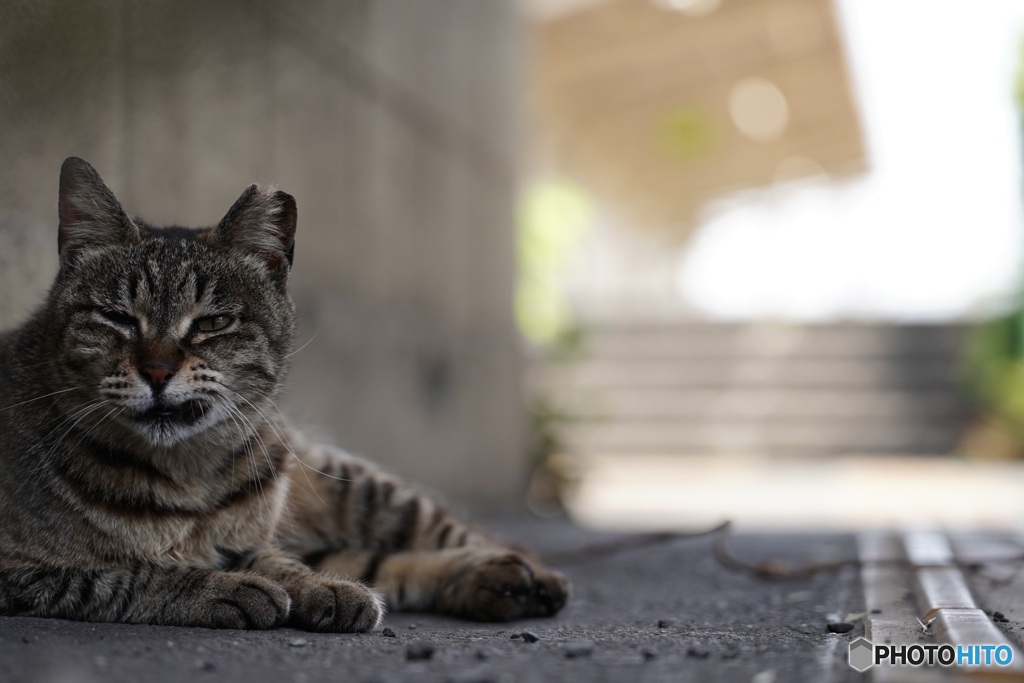 とある駅のさくら猫