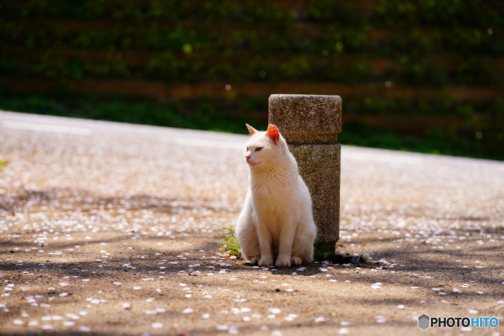 公園猫96