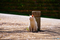 公園猫96
