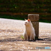 公園猫96
