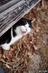 公園猫49